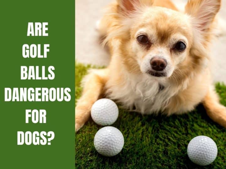 A dog with some golf balls. Are Golf Balls Dangerous For Dogs?