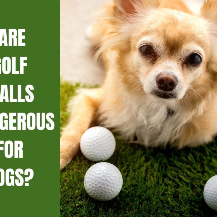 4 Reasons Why Golf Balls Are Dangerous For Dogs – Golf Educate