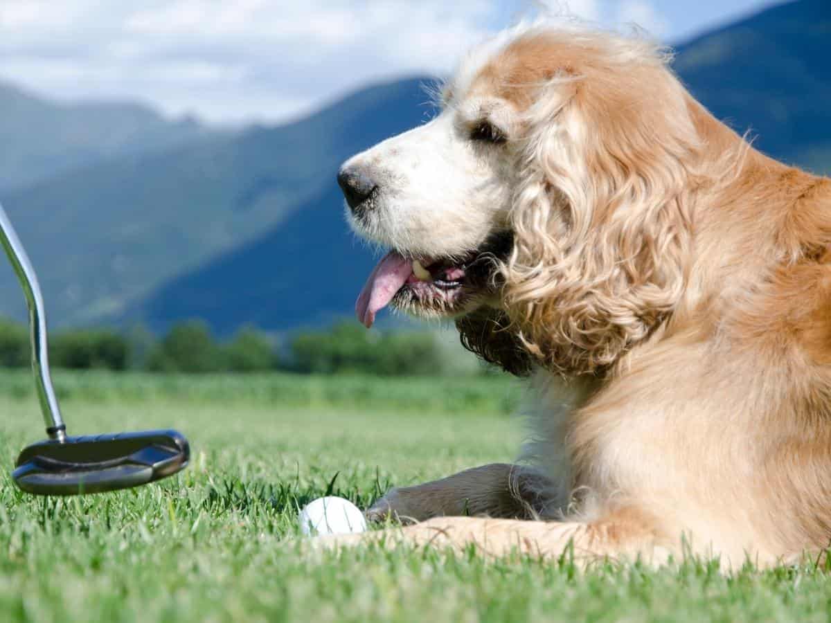 Dog and a Golf Ball